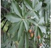 ��_����ȡ��Horse Chestn(�D)