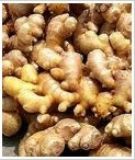 ������ȡ��Ginger P.E.(�D)