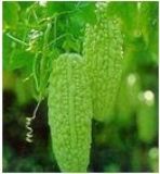 �����ȡ��Bitter Melon(�D)