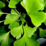 �y���~��ȡ��Ginkgo bilob(�D)
