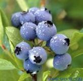 Խ����ȡ��Bilberry P.E.(�D)