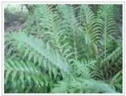 �����a��ȡ��Fortunes Dr(�D)