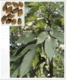 �ִ���ȡ��Flos Cartham(�D)