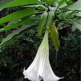 ����|ݹ�ЉA Butylscopol(�D)