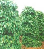 ���������APiperine(�D)