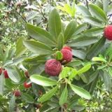 ��÷�SͪMyricetin(�D)