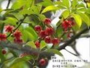 ç����Shikimic acid(�D)