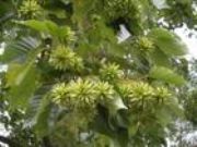 ϲ��ACamptothecin(�D)