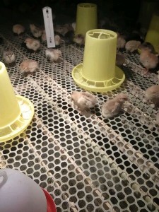 �����B�Z�W �����B���W