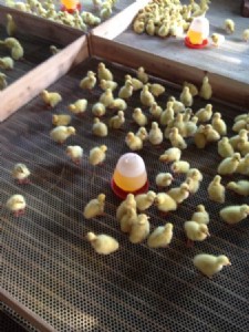 �����B(y��ng)�Z���r�_�W(w��ng) �|�W(w��ng) �����B(y��ng)���W(w��ng)