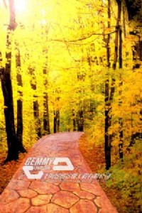 �㽭���^��ƺ������