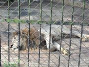 動(dòng)物園防護(hù)欄網(wǎng)¥動(dòng)物養(yǎng)殖隔離圍網(wǎng)¥綠色養(yǎng)殖菱形孔護(hù)欄網(wǎng)