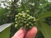 �����S�A�ɻ����L(zh��ng)�ڰl(f��)؛