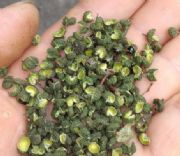 ���Ͼ��~�໨������