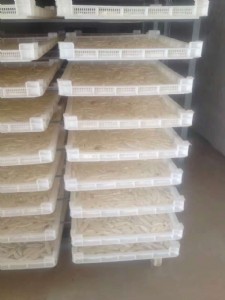 ������������P���}����������P