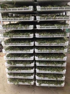 �m����������P�����y���φ΃�����ƽ�����Ϻ�ɱP