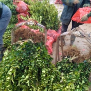 �Ͳ������l�����Xһ��,�Ͳ����֦�޼�,������