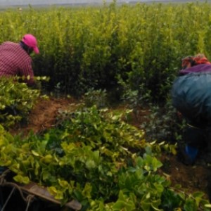 �����������Ͳ����u,�Ͳ�Nֲ�r�g����,�Ͳ�������