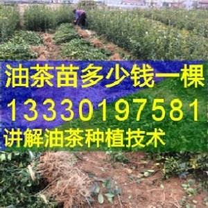 �Ͳ�Nֲ1���������,һ���Ͳ�һ��ٍ����,�޽��Ͳ���