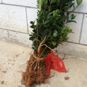 �Ͳ讀�a��,�îa�Ͳ���,�׻��Ͳ����