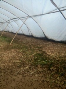 Λ���h���B(y��ng)ֳ�W(w��ng)