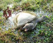 ����(y��ng)�ؑc���Ĵ����~