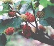 ����ɣɫ�� ��]ʳ�Ӄ�����  �]ʳ������