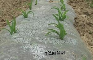 ������������Ĥ ��Ĥ �o��Ĥ EVA���ӹ��D����Ĥ