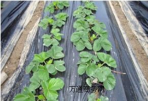 �S��ֱ��͸����Ĥ ����Ĥ�S�� �����B�oĤ ���̱���Ĥ