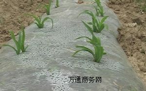 ����(y��ng)���I(y��)���bĤ��������Ĥ������Ĥ���r(n��ng)Ĥ���I(y��)���a(ch��n)���أ���Ʒ