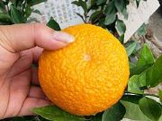 ��ɫ�̽���Ʒ�N�������V����Ʒ�̽�