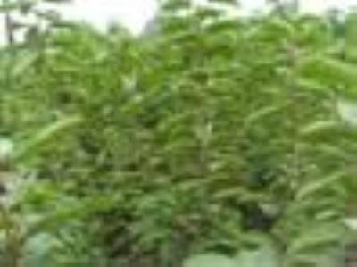 ɽ�����ۙ����������ɽ����O����������