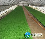 �����ЙCѿ��˷Nֲ���g