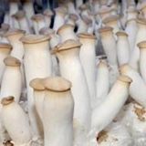 ����(y��ng)�ն�ʳ�þ��Nֲ���g(sh��)