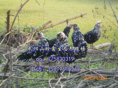 �V�|�������F���u�������B(y��ng)ֳ�������� �̓r(ji��)�F���u���I������ٍ��