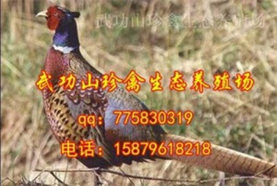 �F�ݿ���hɽ�u�������Bֳ�������� ɽ�u��Ʒ�N�� ����ʸ�