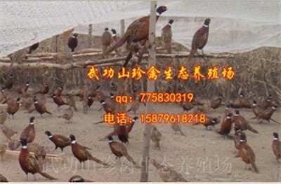 �F�ݼ{Ӻ�hҰ�u�������(ch��ng)����Ұ�u��Ʒ�N������