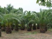 ��Ҫ���ֵĻʺ���́�̩�̣��ʺ���r��