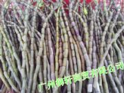 ���l�FƤʯ���r�l  ���İ���