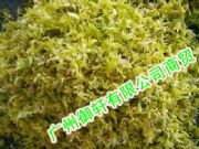 ���l�FƤʯ�����⣩��   �{��ֹѪ