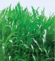 ���ݷN��  ī�������ײݷN��