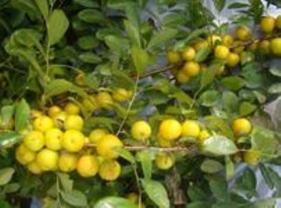 ���A�}���N���������A���