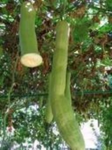 ��ϡ�߲���Ʒ�N������ϡ����ϷN��