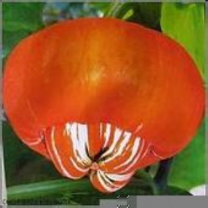 �^�p�ϹϷN����t�ϷN��