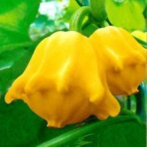 �^�p�Ϲϡ�ɮñ�ϷN��