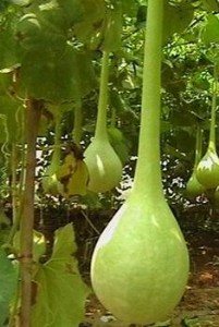 �����^�p���J�N��   �L�����J���Բʺ��J