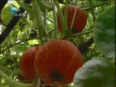 �t�����ϹϷN��