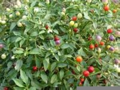 �^�p�����N���߲ʽ��N�� �߲ʽ�Ҳ�����\��