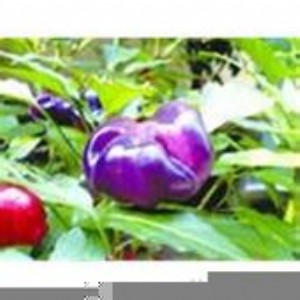 �^�p�����N�� �ϹϽ��N��