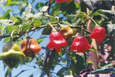 �^�p�����N�ӟ��\���N�� �L⏽��N��